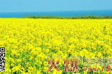 国产四级,引领中国电影新潮流