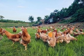 国产插鸡,创新科技引领农业现代化新篇章