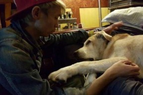 国产人与狗,探寻人类与动物和谐共生的奥秘