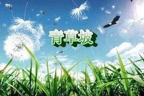 青草国产在线,一场视觉与味蕾的盛宴