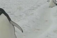 情侣小视频国产区,国产情侣小视频甜蜜瞬间大盘点